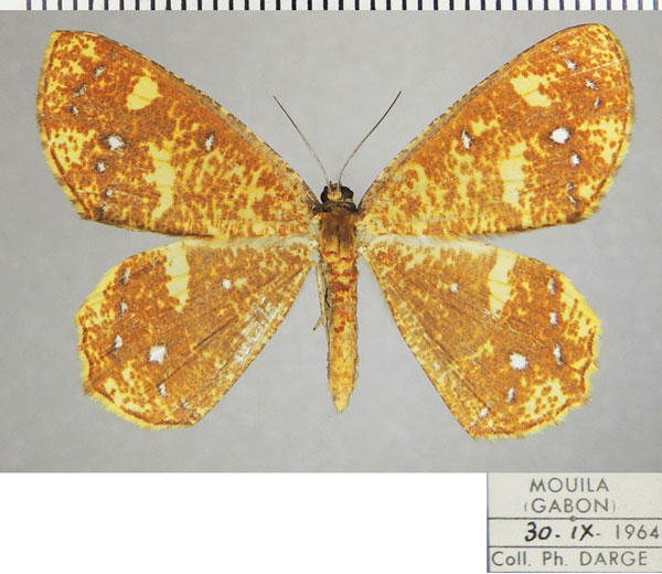 /filer/webapps/moths/media/images/A/asteria_Melinoessa_AF_ZSMa.jpg