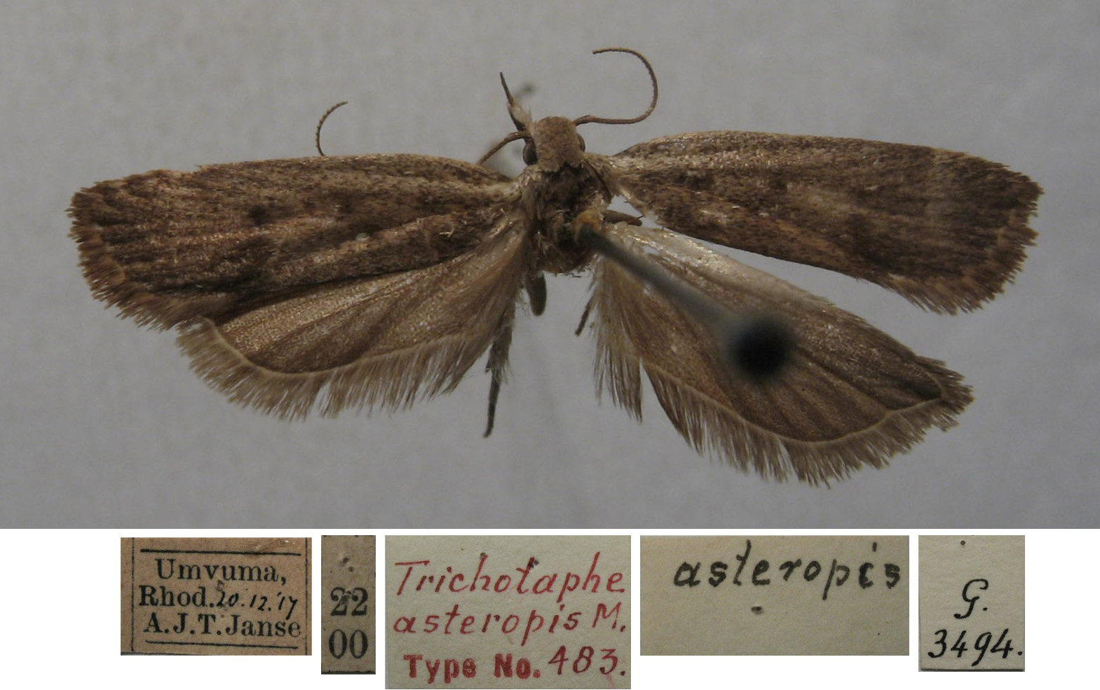 /filer/webapps/moths/media/images/A/asteropis_Trichotaphe_MST_TMSA.jpg