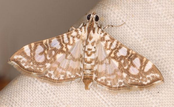 /filer/webapps/moths/media/images/A/astomalis_Chabulina_AF_Heyns.jpg