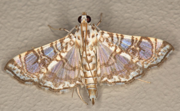 /filer/webapps/moths/media/images/A/astomalis_Chabulina_AM_Heyns_01.jpg