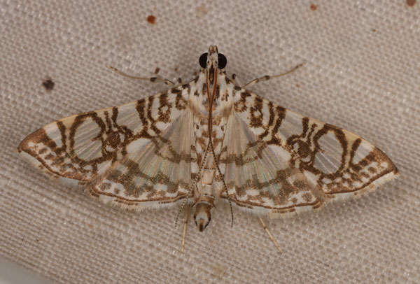 /filer/webapps/moths/media/images/A/astomalis_Chabulina_AM_Heyns_02.jpg