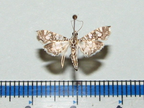 /filer/webapps/moths/media/images/A/astomalis_Chabulina_A_Goff.jpg