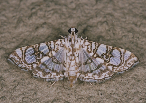 /filer/webapps/moths/media/images/A/astomalis_Chabulina_A_Roland_01.jpg
