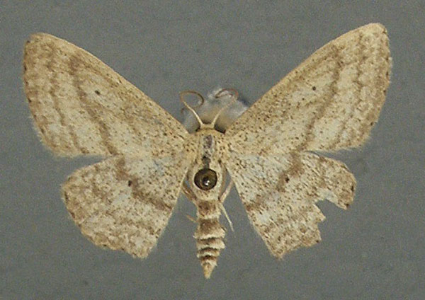 /filer/webapps/moths/media/images/A/astrabes_Scopula_AF_TMSA.jpg