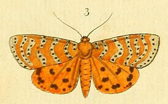 /filer/webapps/moths/media/images/A/astraea_Argina_Drury2_6_3.jpg
