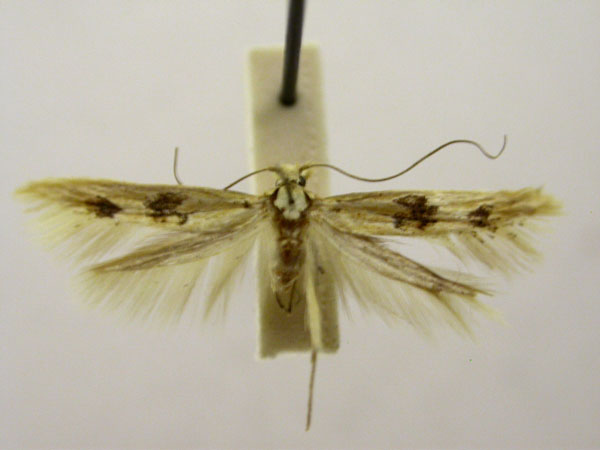 /filer/webapps/moths/media/images/A/astragalis_Porotica_HT868_TMSA_01.jpg