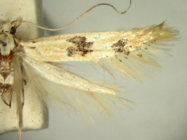 /filer/webapps/moths/media/images/A/astragalis_Porotica_HT868_TMSA_02.jpg