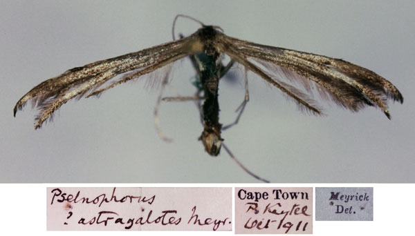 /filer/webapps/moths/media/images/A/astragalotes_Gypsochares_AM_SAMC.jpg