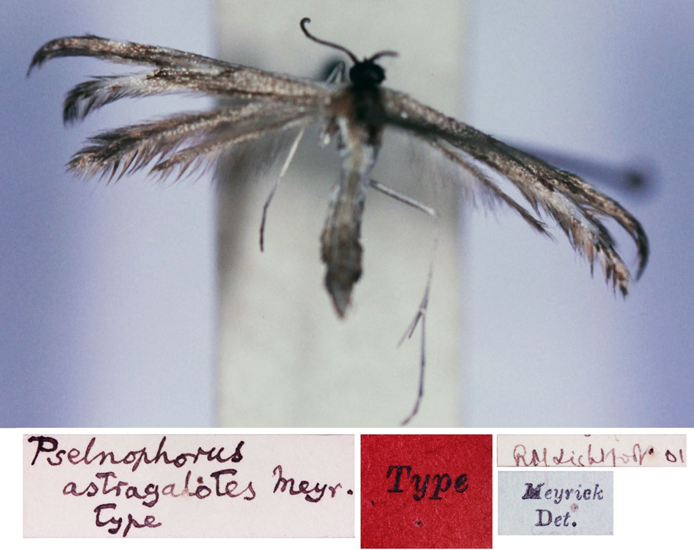 /filer/webapps/moths/media/images/A/astragalotes_Pselnophorus_HT_SAMC.jpg