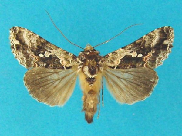/filer/webapps/moths/media/images/A/astrapaea_Ctenoplusia_A_Legrain.jpg