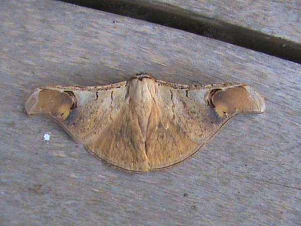 /filer/webapps/moths/media/images/A/astrica_Dogoia_A_Guyonnet.jpg