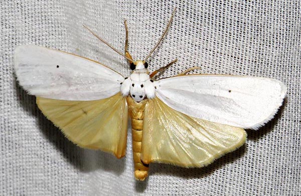 /filer/webapps/moths/media/images/A/astriga_Ilemodes_A_Braun_03.jpg