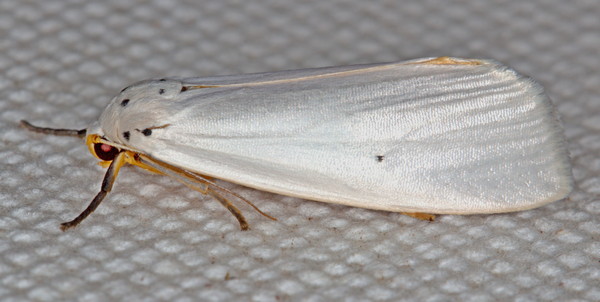 /filer/webapps/moths/media/images/A/astriga_Ilemodes_A_Heyns_01.jpg