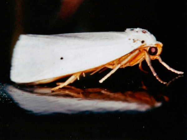 /filer/webapps/moths/media/images/A/astriga_Ilemodes_A_Roland.jpg