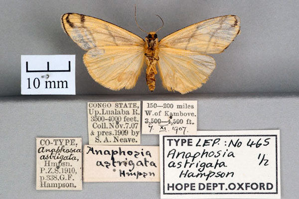 /filer/webapps/moths/media/images/A/astrigata_Anaphosia_PT_OUMNH_02.jpg