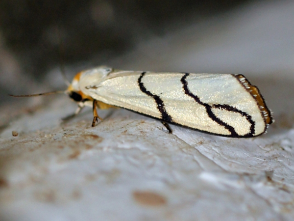 /filer/webapps/moths/media/images/A/astrigata_Carcinopodia_A_Voaden.JPG