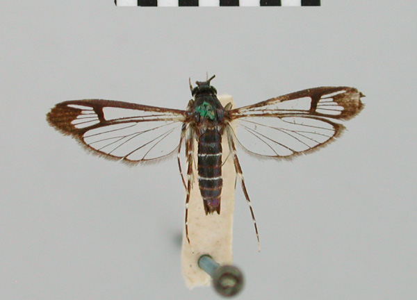 /filer/webapps/moths/media/images/A/astyarcha_Synanthedon_HT_BMNH.jpg