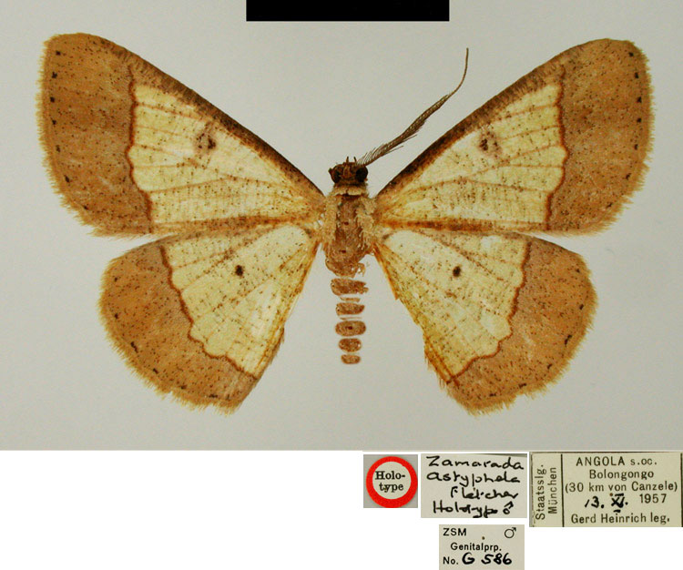 /filer/webapps/moths/media/images/A/astyphela_Zamarada_HT_ZSMa.jpg