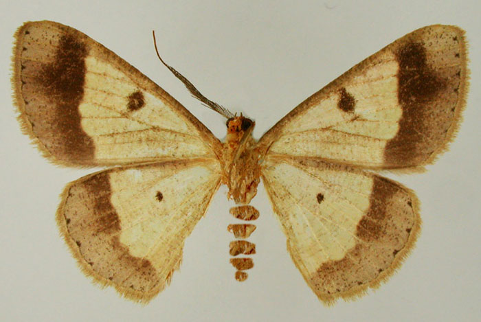 /filer/webapps/moths/media/images/A/astyphela_Zamarada_HT_ZSMb.jpg