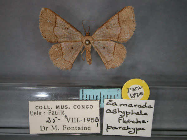 /filer/webapps/moths/media/images/A/astyphela_Zamarada_PT_RMCA_01.jpg