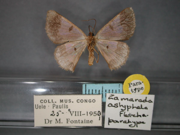 /filer/webapps/moths/media/images/A/astyphela_Zamarada_PT_RMCA_02.jpg