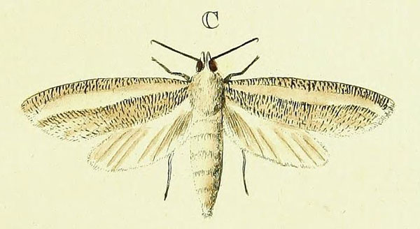 /filer/webapps/moths/media/images/A/asylas_Azygophleps_Cramer2_137_C.jpg