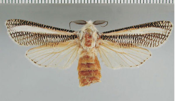 /filer/webapps/moths/media/images/A/asylasiformis_Azygophleps_PT_ZMHB.jpg