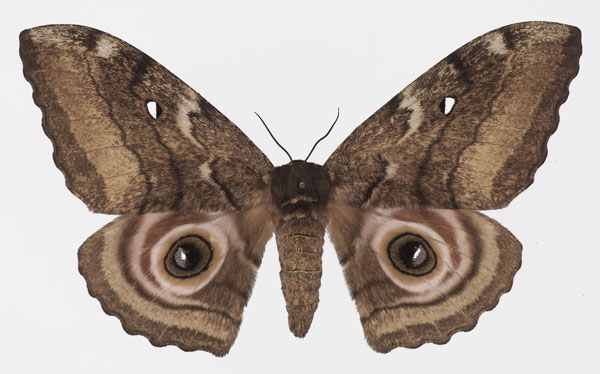 /filer/webapps/moths/media/images/A/ata_Gynanisa_AF_Basquin.jpg