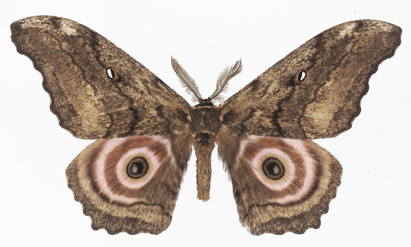 /filer/webapps/moths/media/images/A/ata_Gynanisa_AM_Basquina.jpg