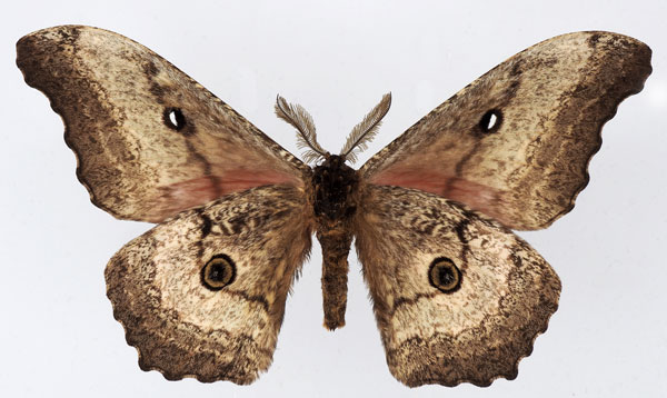 /filer/webapps/moths/media/images/A/ata_Gynanisa_AM_Basquinb.jpg