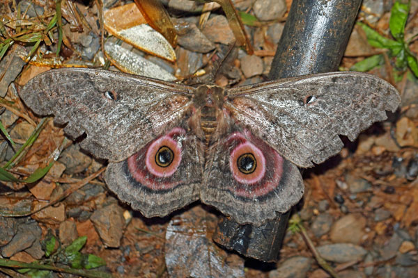 /filer/webapps/moths/media/images/A/ata_Gynanisa_A_Voaden.jpg