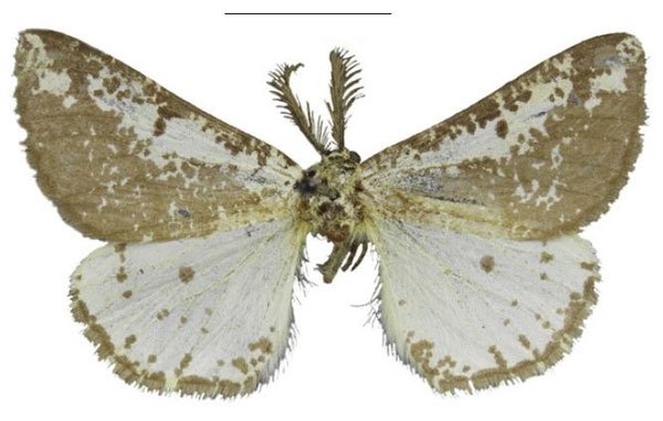/filer/webapps/moths/media/images/A/atacta_Rhodophthitus_HT_TMSA.jpg