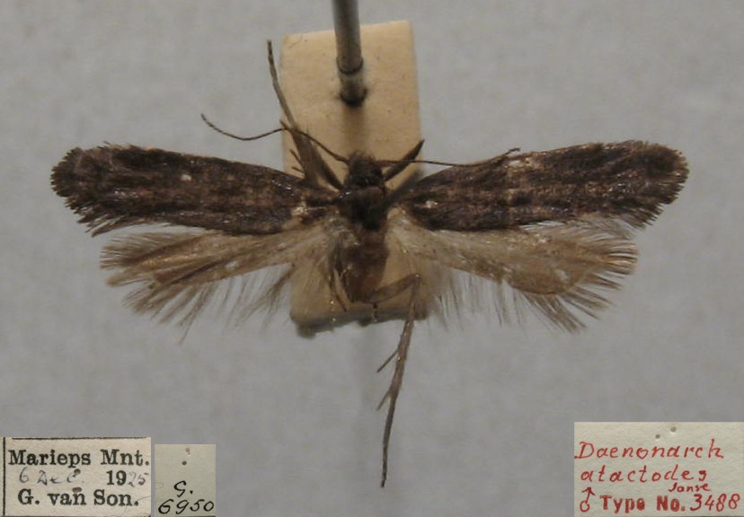 /filer/webapps/moths/media/images/A/atactodes_Daemonarcha_MHT_TMSA.jpg
