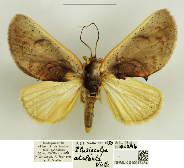 /filer/webapps/moths/media/images/A/atalanta_Plusiocalpe_AF_NHMUK.jpg