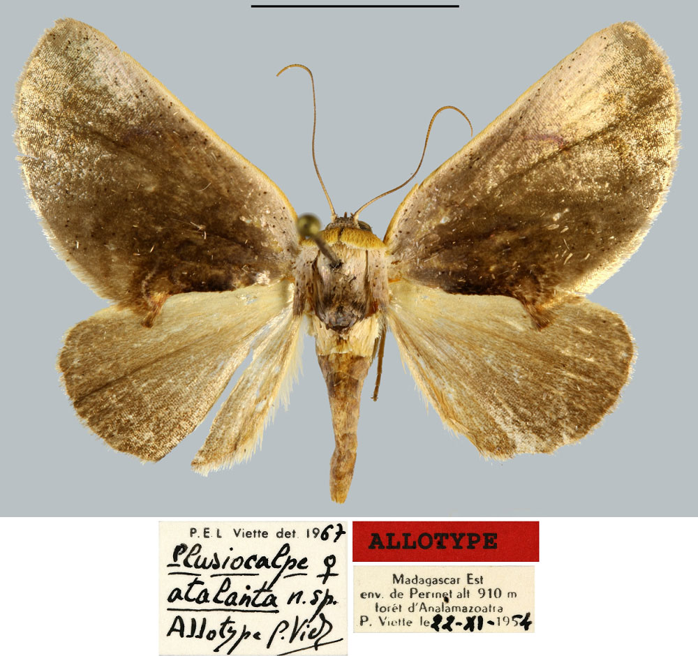 /filer/webapps/moths/media/images/A/atalanta_Plusiocalpe_AT_MNHN.jpg