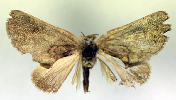/filer/webapps/moths/media/images/A/atalanta_Plusiocalpe_A_RMCA.jpg