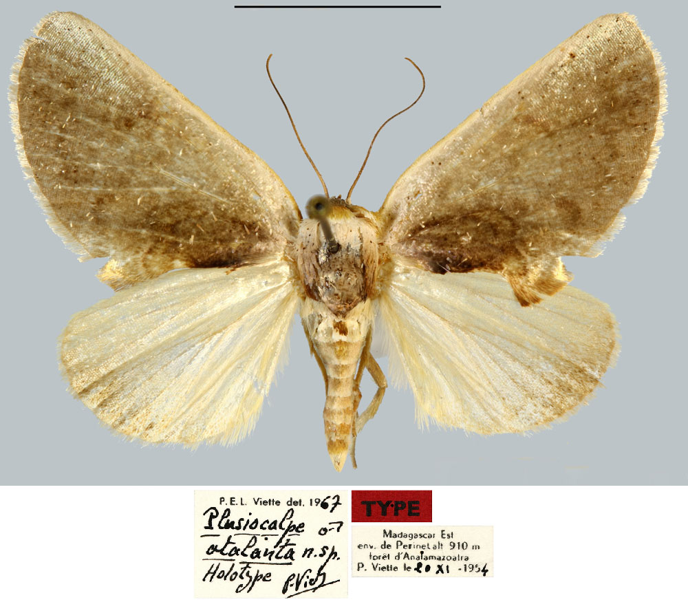 /filer/webapps/moths/media/images/A/atalanta_Plusiocalpe_HT_MNHN.jpg