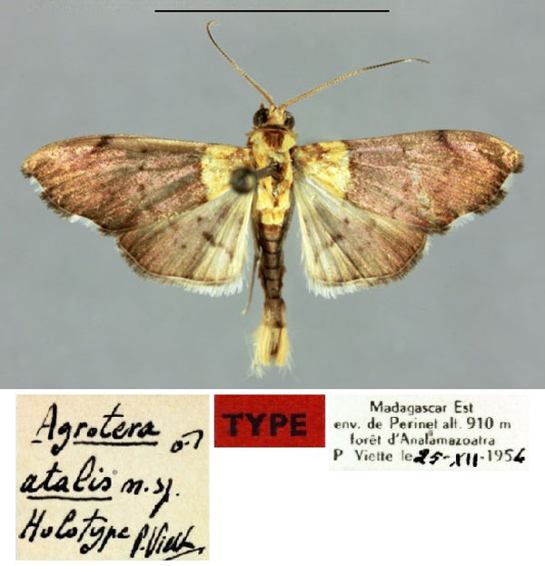 /filer/webapps/moths/media/images/A/atalis_Agrotera_HT_MNHN.jpg