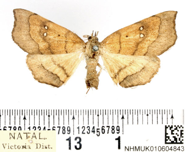 /filer/webapps/moths/media/images/A/atava_Disticta_AF_BMNH.jpg