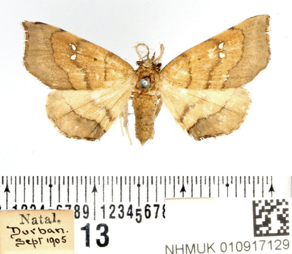 /filer/webapps/moths/media/images/A/atava_Disticta_AM_BMNH.jpg