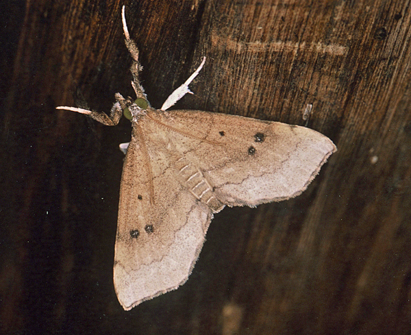 /filer/webapps/moths/media/images/A/atava_Disticta_A_Roland_01.jpg