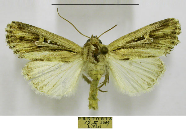 /filer/webapps/moths/media/images/A/atavistis_Aspidifrontia_AM_TMSA.jpg