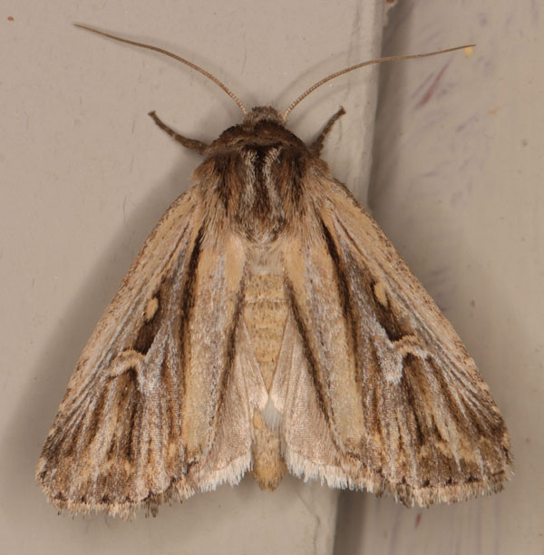 /filer/webapps/moths/media/images/A/atavistis_Aspidifrontia_A_Heyns_02.jpg
