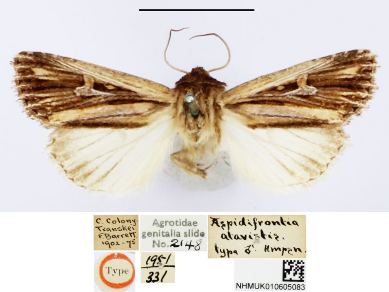 /filer/webapps/moths/media/images/A/atavistis_Aspidifrontia_HT_BMNH.jpg