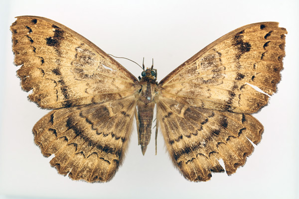 /filer/webapps/moths/media/images/A/atavistis_Erebus_AM_TMSA_02.jpg