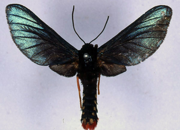 /filer/webapps/moths/media/images/A/atavistis_Melisa_ST_BMNH_01.jpg