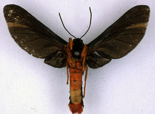 /filer/webapps/moths/media/images/A/atavistis_Melisa_ST_BMNH_02.jpg
