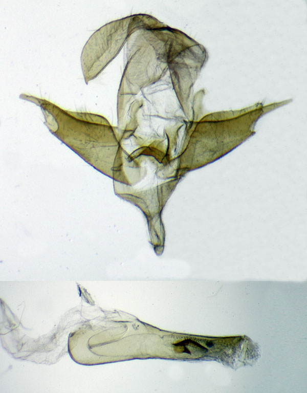 /filer/webapps/moths/media/images/A/atewana_Metarctia_HTGM_ZSM.jpg