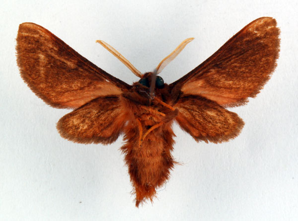 /filer/webapps/moths/media/images/A/atewana_Metarctia_HT_ZSM_02.jpg