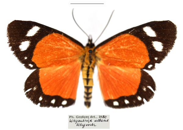 /filer/webapps/moths/media/images/A/athene_Weymeria_AM_RBINS.jpg